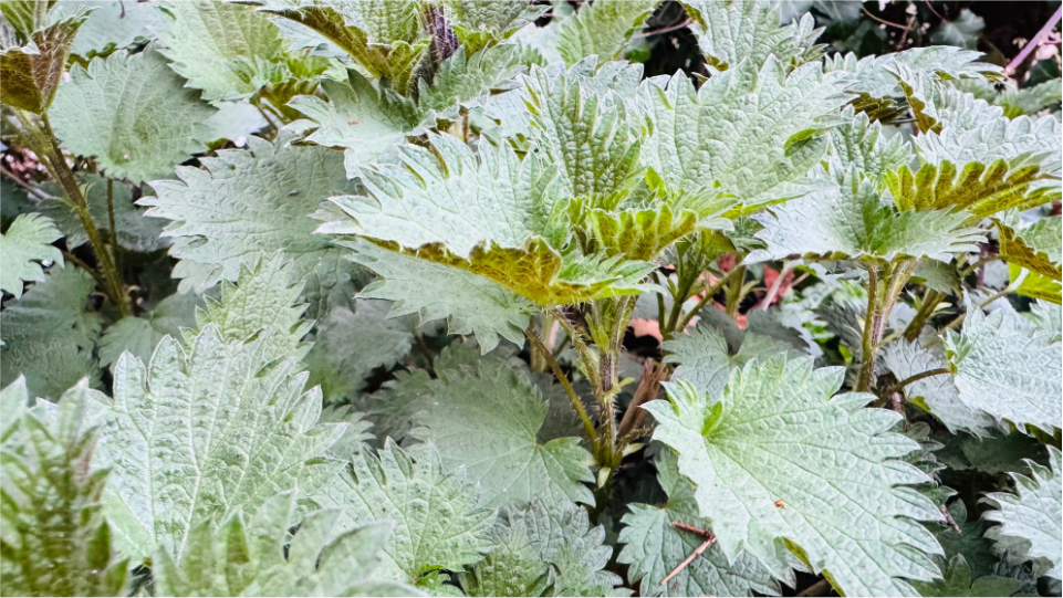 „Warum brennt die Brennnessel“