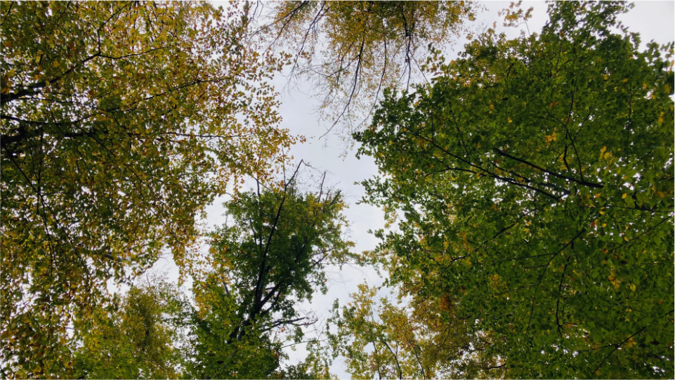 Freunde mit Wurzeln – Die faszinierende Welt der Bäume entdecken