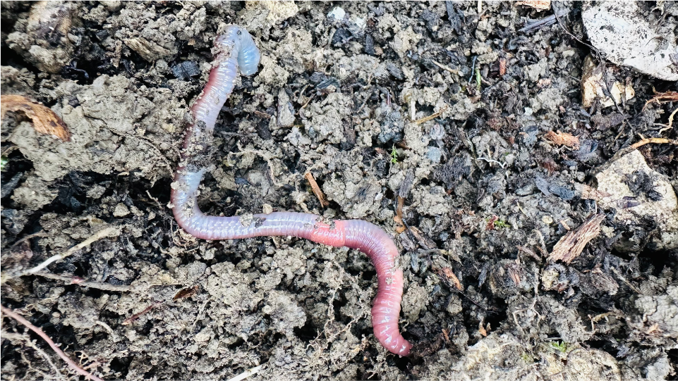 „Der frühe Vogel fängt den Wurm“