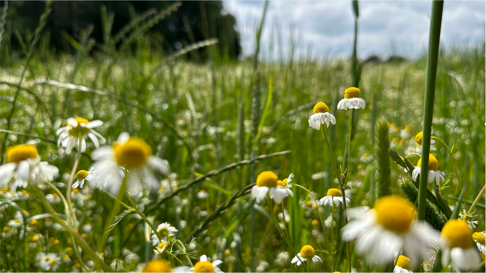 &nbsp;Frischlufterlebnis&nbsp;